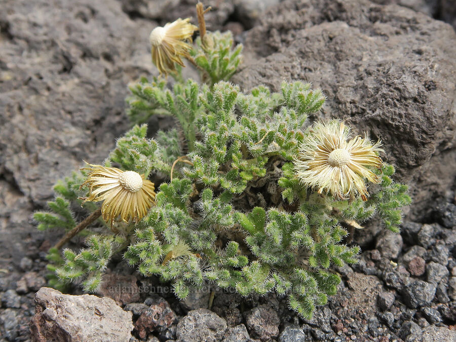 cut-leaf fleabane, gone to seed (Erigeron compositus) [Sunrise Camp Trail, Yakama Reservation, Yakima County, Washington]