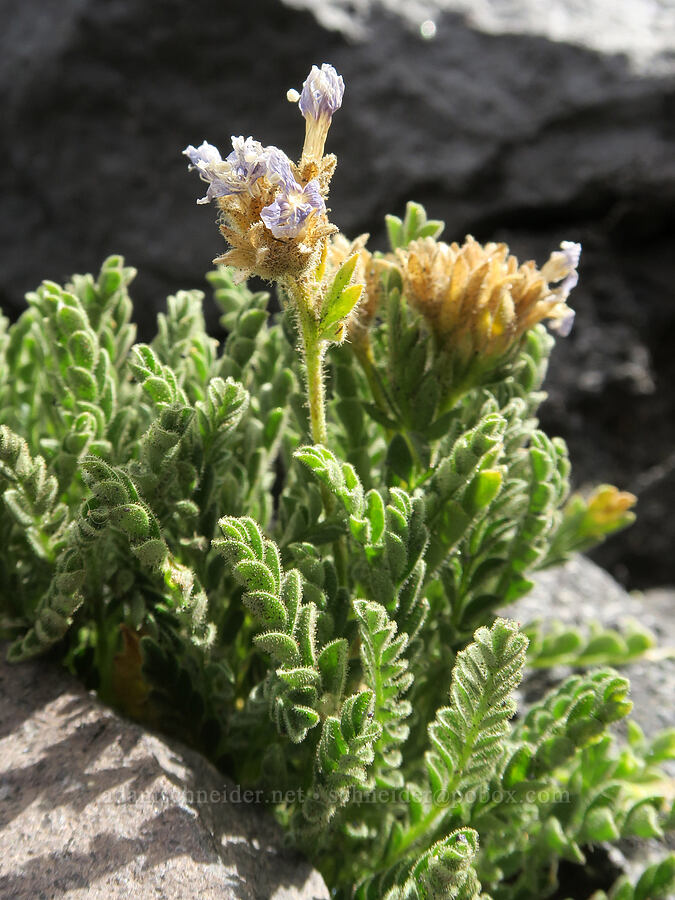 Jacob's-ladder, going to seed (Polemonium pulcherrimum ssp. pulcherrimum) [Sunrise Camp Trail, Yakama Reservation, Yakima County, Washington]
