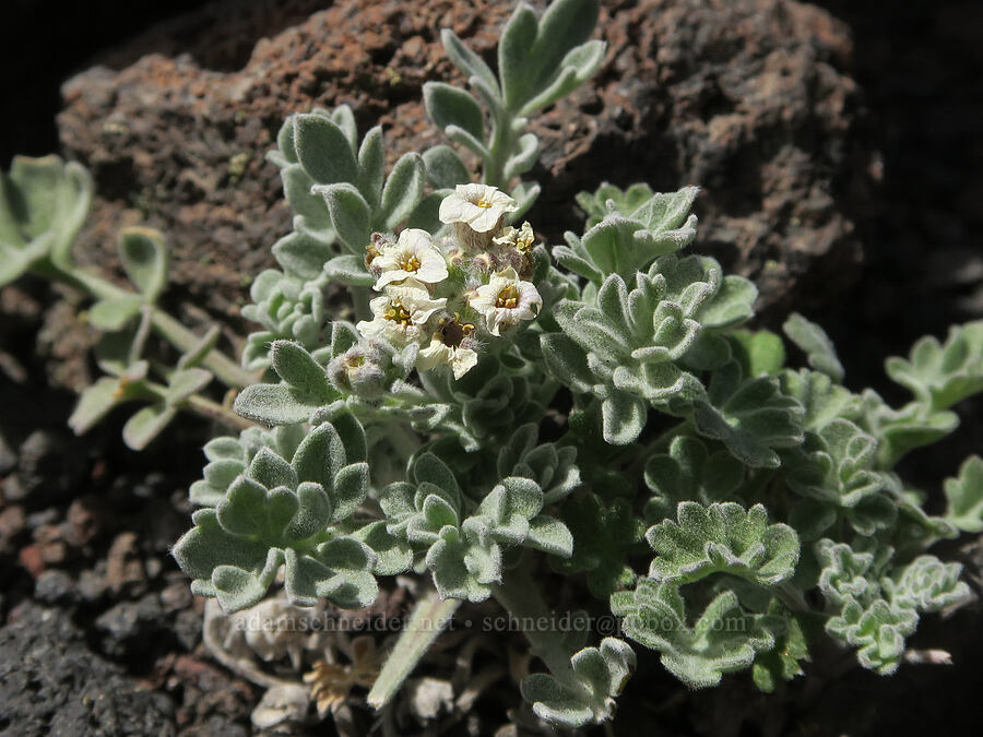smelowskia (Smelowskia sp.) [Sunrise Camp Trail, Yakama Reservation, Yakima County, Washington]