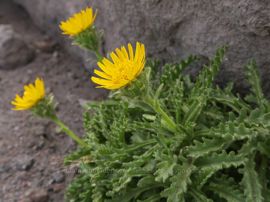 dwarf alpine-gold (Hulsea nana) [above Bird Creek Meadows, Yakama Reservation, Yakima County, Washington]