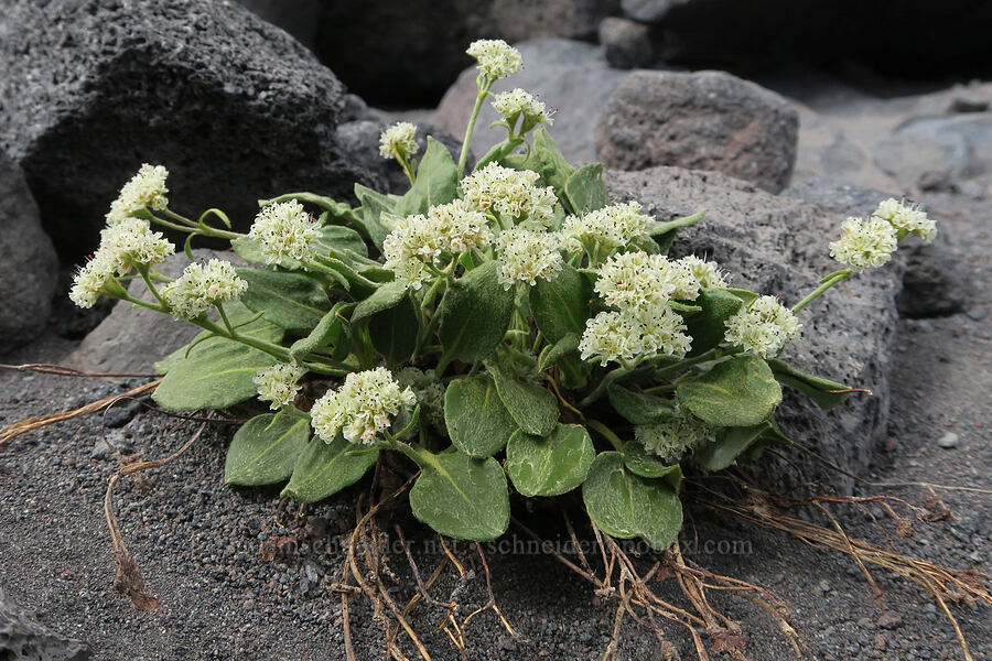alpine buckwheat (Eriogonum pyrolifolium) [above Bird Creek Meadows, Yakama Reservation, Yakima County, Washington]