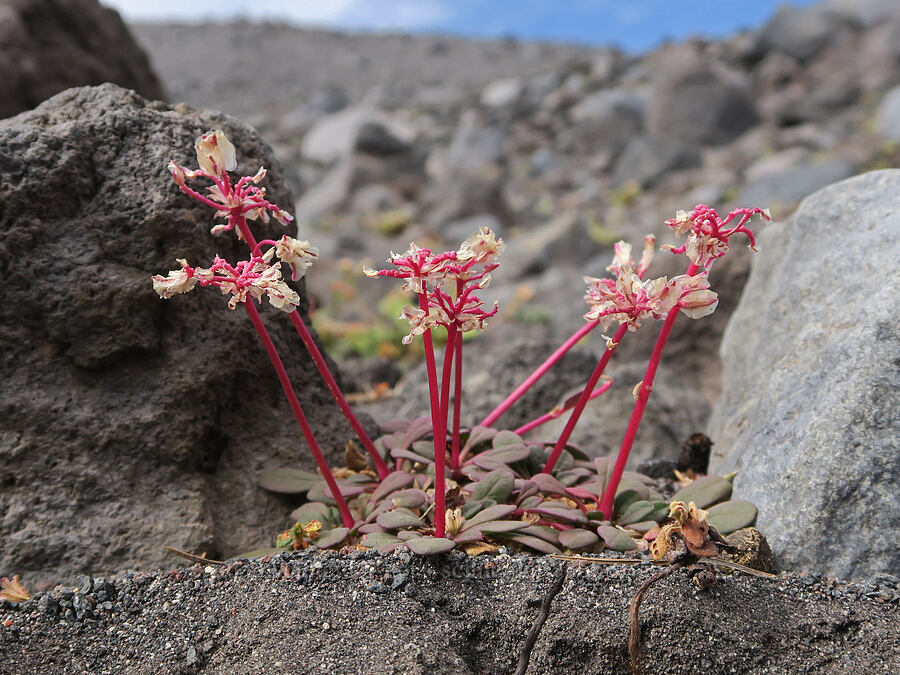 pussy-paws, going to seed (Calyptridium umbellatum (Cistanthe umbellata)) [above Bird Creek Meadows, Yakama Reservation, Yakima County, Washington]