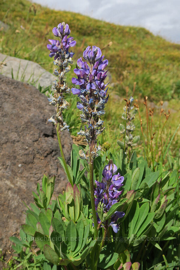 lupines (Lupinus latifolius) [Bird Creek Meadows, Yakama Reservation, Yakima County, Washington]
