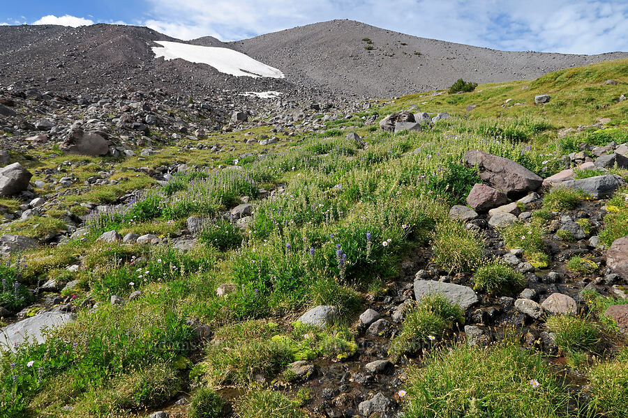 wildflowers [Bird Creek Meadows, Yakama Reservation, Yakima County, Washington]