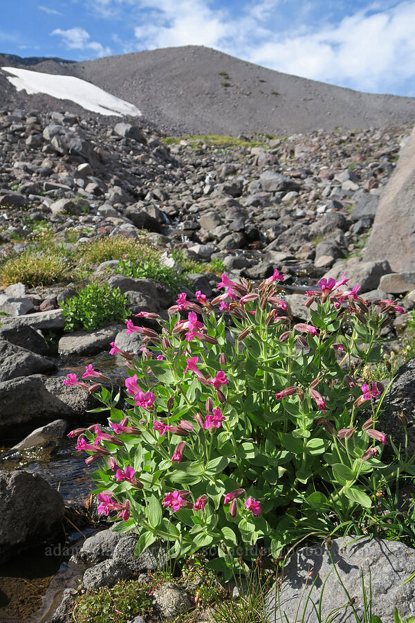 Lewis' monkeyflower (Erythranthe lewisii (Mimulus lewisii)) [Bird Creek Meadows, Yakama Reservation, Yakima County, Washington]