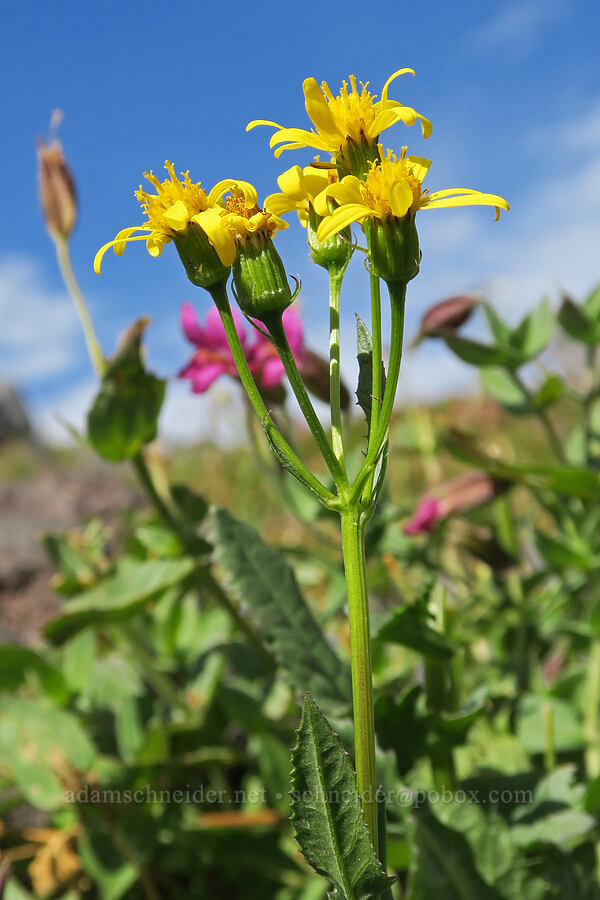arrow-leaf groundsel (Senecio triangularis) [Bird Creek Meadows, Yakama Reservation, Yakima County, Washington]