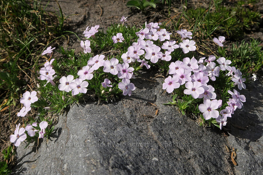 spreading phlox (Phlox diffusa) [Bird Creek Meadows, Yakama Reservation, Yakima County, Washington]