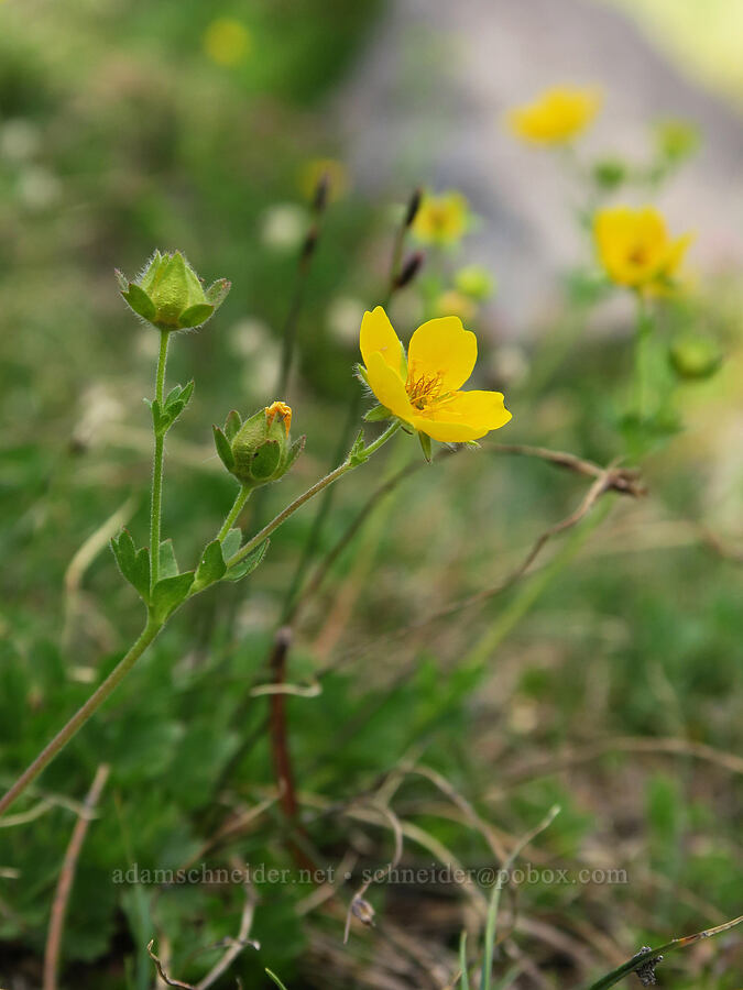 fan-leaf cinquefoil (Potentilla flabellifolia) [Bird Creek Meadows, Yakama Reservation, Yakima County, Washington]