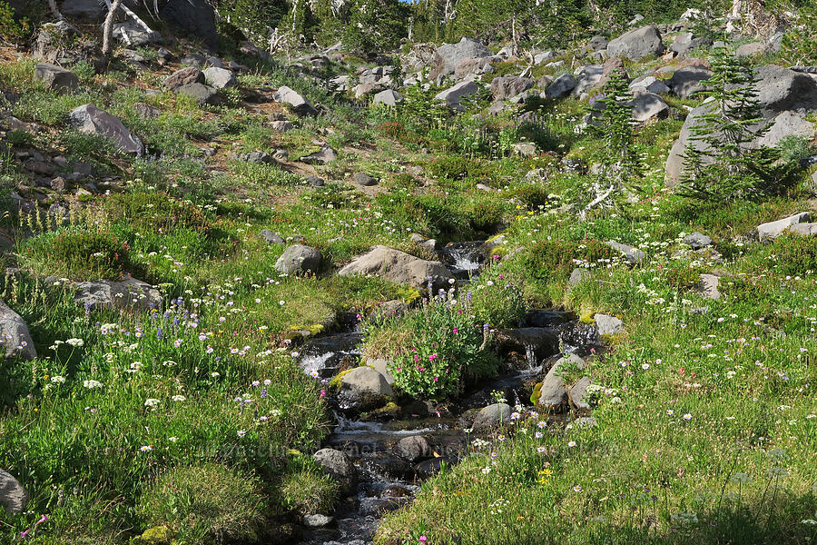 wildflowers [Bird Creek Meadows, Yakama Reservation, Yakima County, Washington]