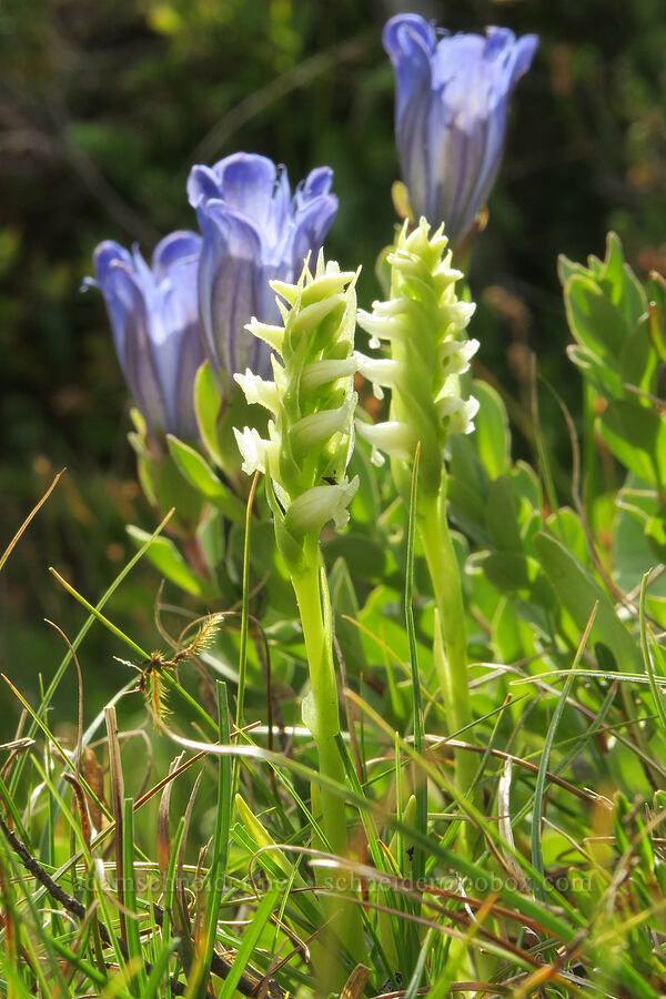 ladies'-tresses & gentian (Spiranthes romanzoffiana, Gentiana calycosa) [Bird Creek Meadows, Yakama Reservation, Yakima County, Washington]