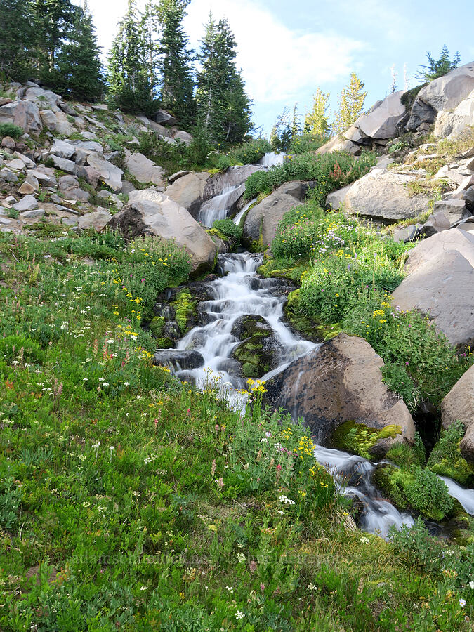 wildflowers [Bird Creek Meadows, Yakama Reservation, Yakima County, Washington]