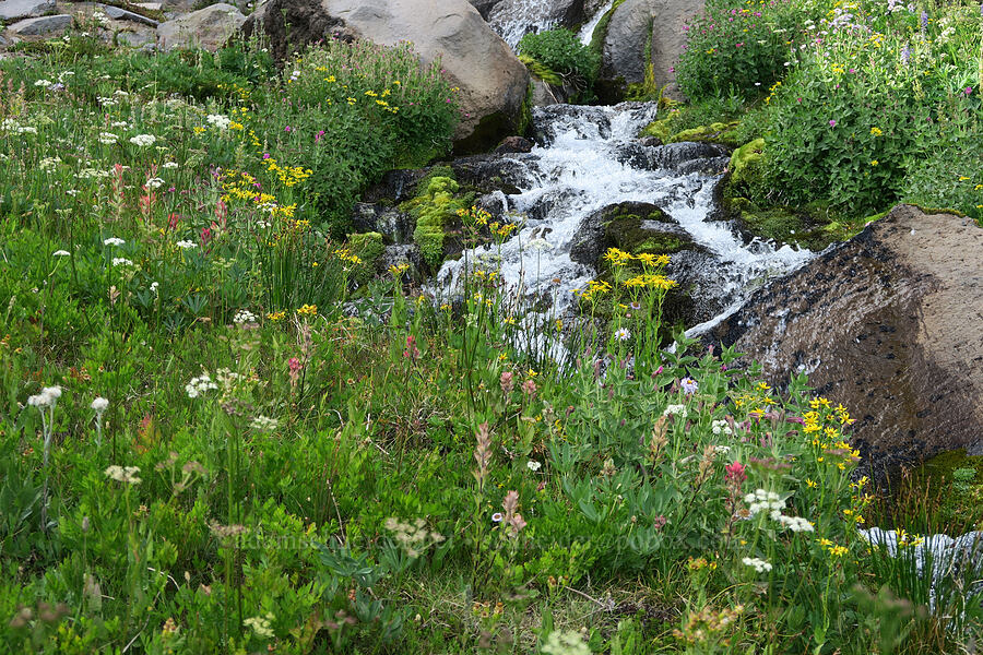 wildflowers [Bird Creek Meadows, Yakama Reservation, Yakima County, Washington]