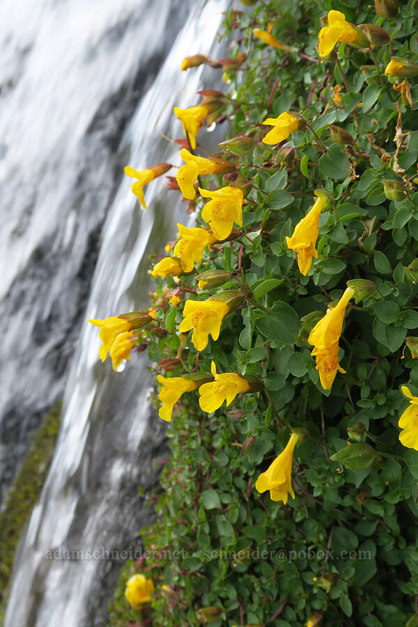 subalpine monkeyflower (Erythranthe caespitosa (Mimulus caespitosus)) [Bird Creek Meadows, Yakama Reservation, Yakima County, Washington]