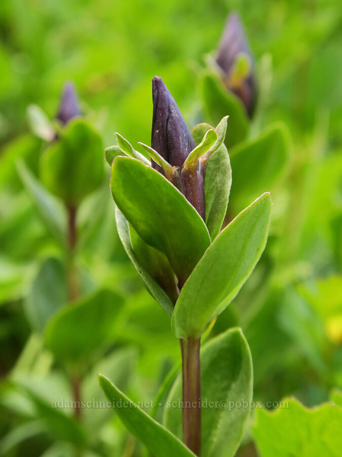 explorer's gentian, budding (Gentiana calycosa) [Bird Creek Meadows, Yakama Reservation, Yakima County, Washington]