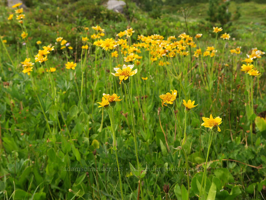 hairy arnica (Arnica mollis) [Bird Creek Meadows, Yakama Reservation, Yakima County, Washington]