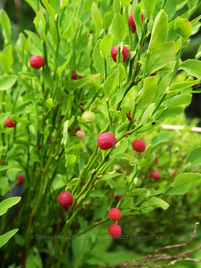 grouse whortleberries (Vaccinium scoparium) [Round-the-Mountain Trail, Yakama Reservation, Yakima County, Washington]