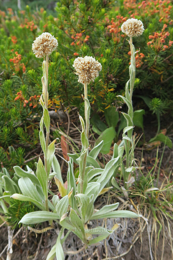 woolly pussy-toes, going to seed (Antennaria lanata) [Bird Lake Trail, Yakama Reservation, Yakima County, Washington]