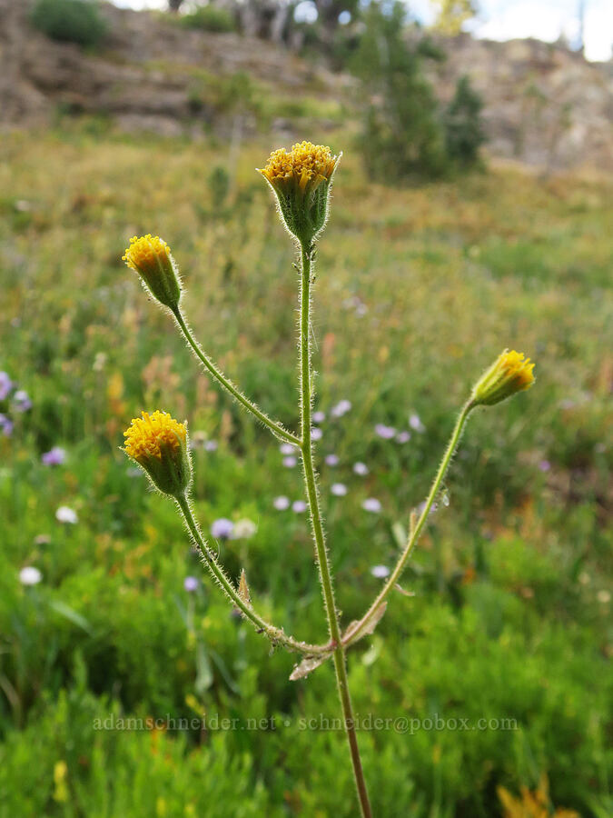 Parry's arnica (Arnica parryi) [Bird Lake Trail, Yakama Reservation, Yakima County, Washington]