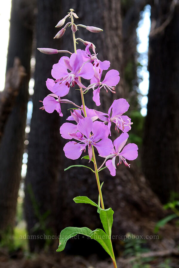 fireweed (Chamerion angustifolium (Chamaenerion angustifolium) (Epilobium angustifolium)) [Bird Lake Trail, Yakama Reservation, Yakima County, Washington]