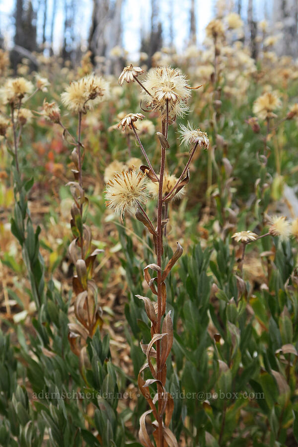 Cascade asters, going to seed (Doellingeria ledophylla (Eucephalus ledophyllus) (Aster ledophyllus)) [Bird Lake Trail, Yakama Reservation, Yakima County, Washington]
