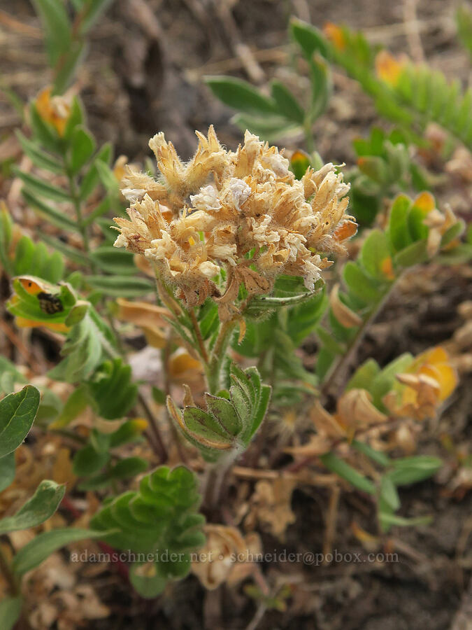 California Jacob's-ladder, going to seed (Polemonium californicum) [Bird Lake Trail, Yakama Reservation, Yakima County, Washington]