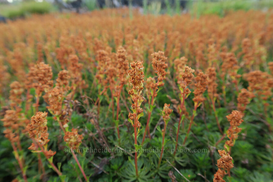 partridgefoot, gone to seed (Luetkea pectinata) [Bird Lake Trail, Yakama Reservation, Yakima County, Washington]