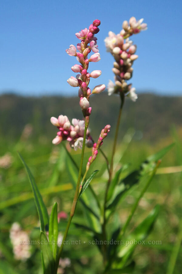 swamp smartweed (water-pepper) (Persicaria hydropiperoides) [Rooster Rock State Park, Multnomah County, Oregon]