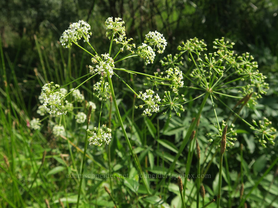 Douglas' water-hemlock (Cicuta douglasii) [Rooster Rock State Park, Multnomah County, Oregon]