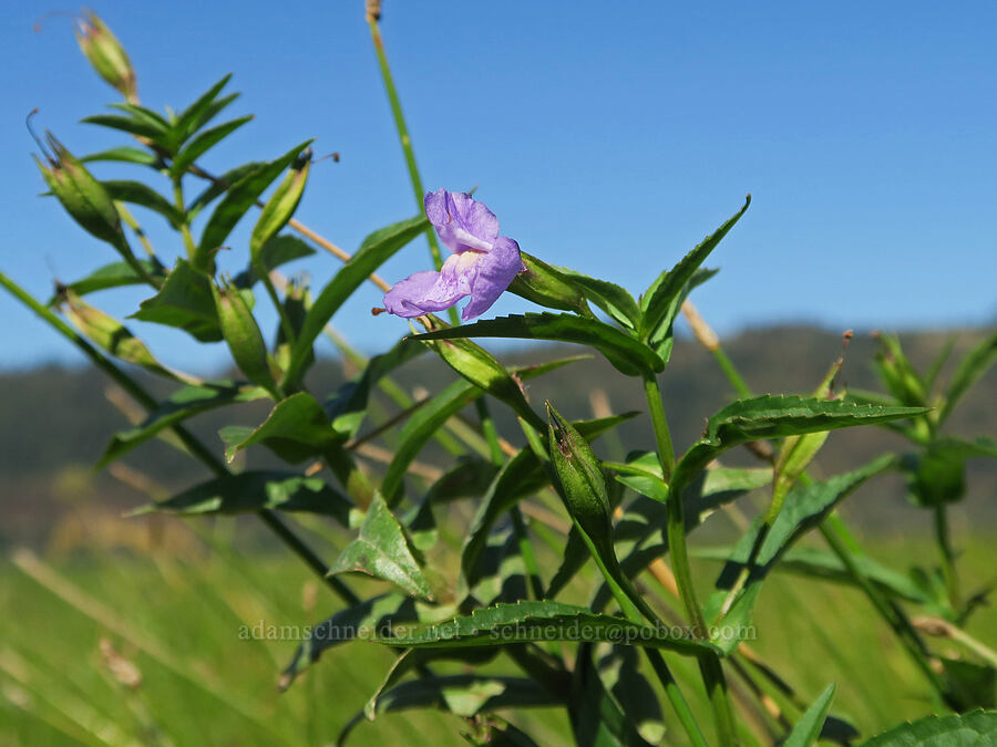 Allegheny monkeyflower (Mimulus ringens) [Rooster Rock State Park, Multnomah County, Oregon]