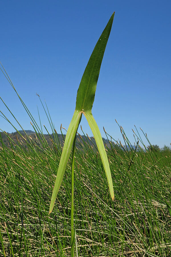 wapato leaf (Sagittaria latifolia) [Rooster Rock State Park, Multnomah County, Oregon]