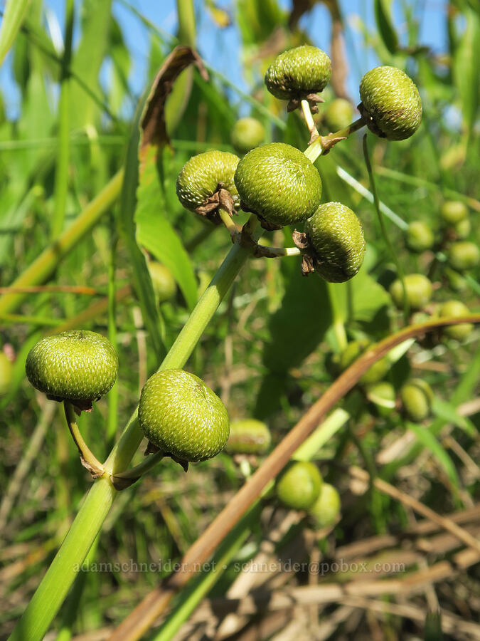 wapato, going to seed (Sagittaria latifolia) [Rooster Rock State Park, Multnomah County, Oregon]