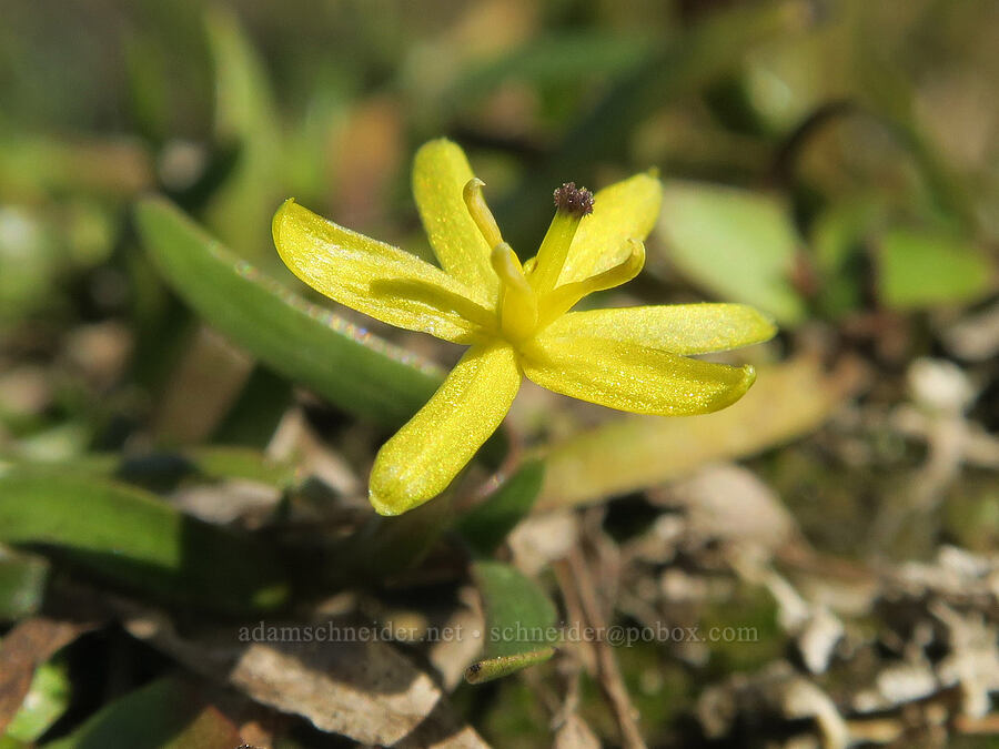 grass-leaf mud-plantain (water star-grass) (Heteranthera dubia (Zosterella dubia)) [Rooster Rock State Park, Multnomah County, Oregon]