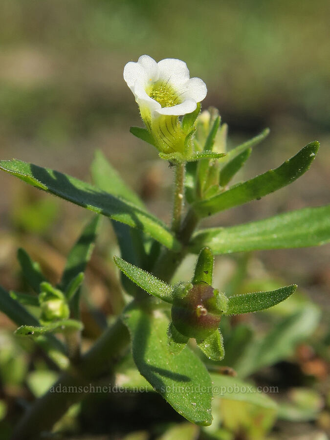 clammy hedge-hyssop (Gratiola neglecta) [Rooster Rock State Park, Multnomah County, Oregon]