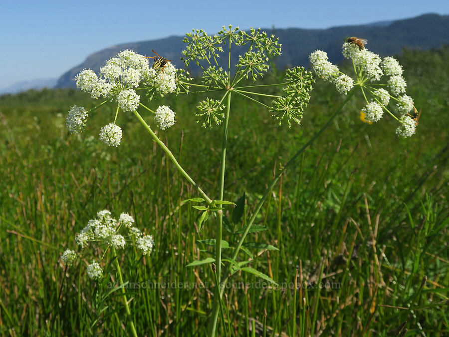 Douglas' water-hemlock (Cicuta douglasii) [Rooster Rock State Park, Multnomah County, Oregon]