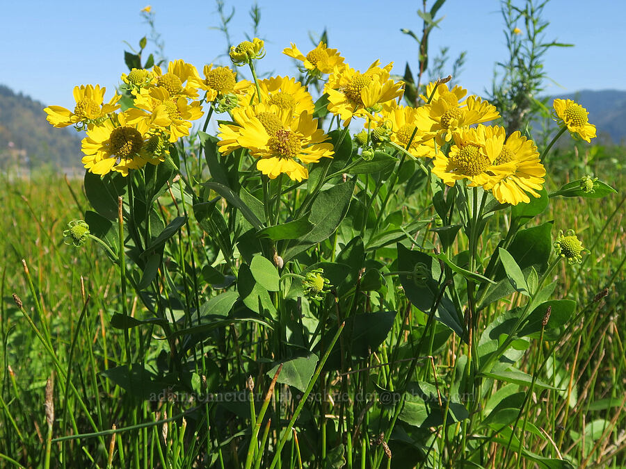 autumn sneezeweed (Helenium autumnale) [Rooster Rock State Park, Multnomah County, Oregon]