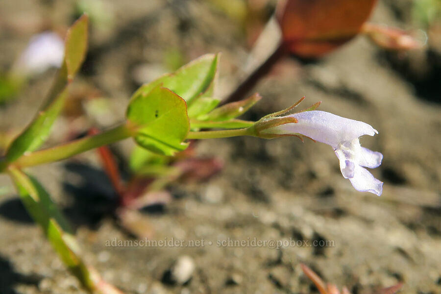 yellow-seed false pimpernel (Lindernia dubia (Lindernia anagallidea)) [Rooster Rock State Park, Multnomah County, Oregon]