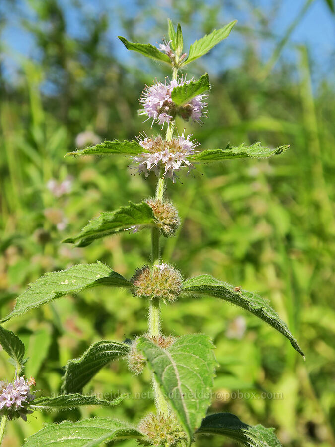 wild mint (Mentha arvensis (Mentha canadensis)) [Rooster Rock State Park, Multnomah County, Oregon]
