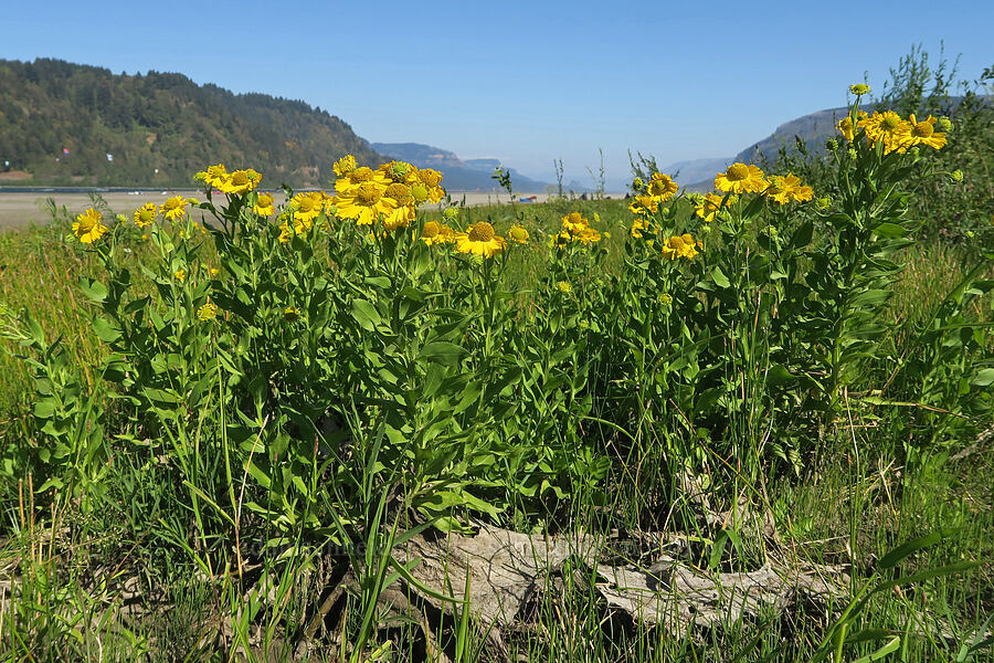 autumn sneezeweed (Helenium autumnale) [Rooster Rock State Park, Multnomah County, Oregon]