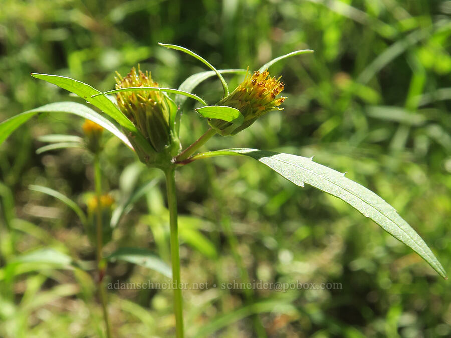 leafy beggar-ticks (Bidens frondosa) [Rooster Rock State Park, Multnomah County, Oregon]