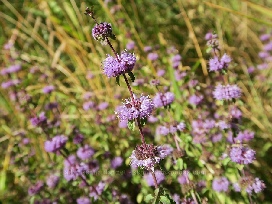 pennyroyal (Mentha pulegium) [Rooster Rock State Park, Multnomah County, Oregon]