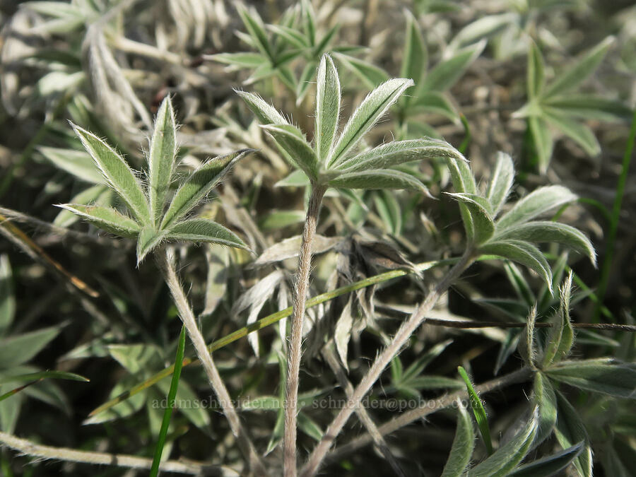 velvet lupine leaves (Lupinus leucophyllus) [Columbia Hills State Park, Klickitat County, Washington]