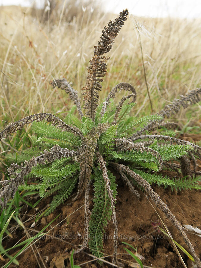 yarrow leaves (Achillea millefolium) [Columbia Hills State Park, Klickitat County, Washington]