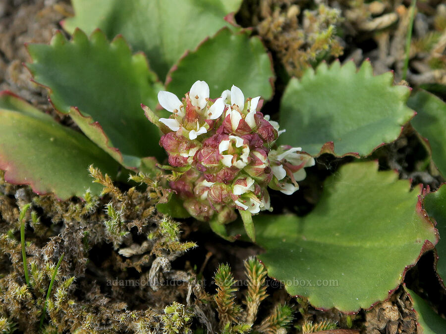 rusty-hair saxifrage (Micranthes rufidula (Saxifraga occidentalis ssp. rufidula)) [Catherine Creek, Gifford Pinchot National Forest, Klickitat County, Washington]