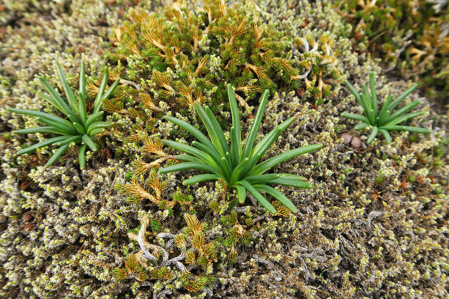bitterroot leaves (Lewisia rediviva) [Catherine Creek, Gifford Pinchot National Forest, Klickitat County, Washington]