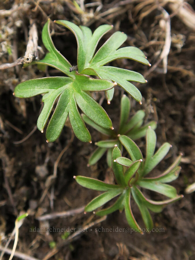 larkspur leaves (Delphinium nuttallianum) [The Labyrinth, Gifford Pinchot National Forest, Klickitat County, Washington]