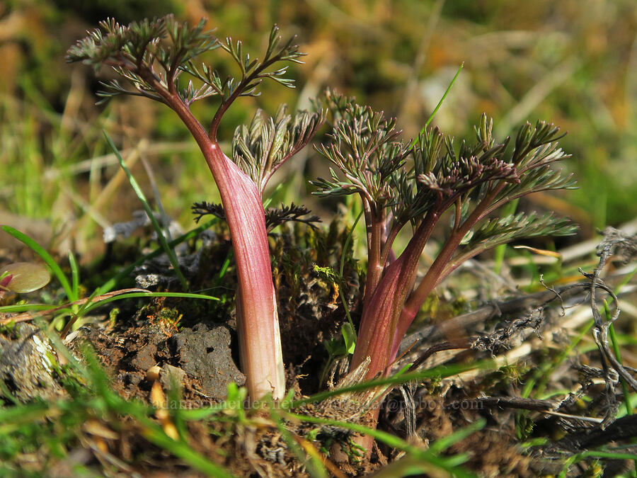 Klickitat desert parsley shoots (Lomatium klickitatense (Lomatium grayi)) [The Labyrinth, Gifford Pinchot National Forest, Klickitat County, Washington]