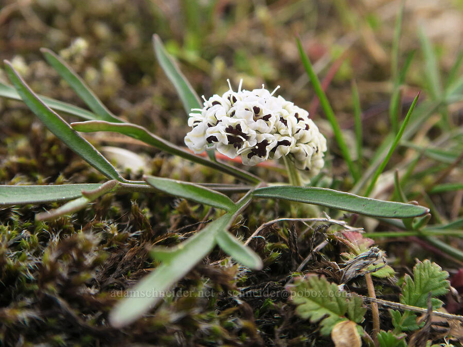 Gorman's desert parsley (salt-and-pepper) (Lomatium gormanii) [The Labyrinth, Gifford Pinchot National Forest, Klickitat County, Washington]