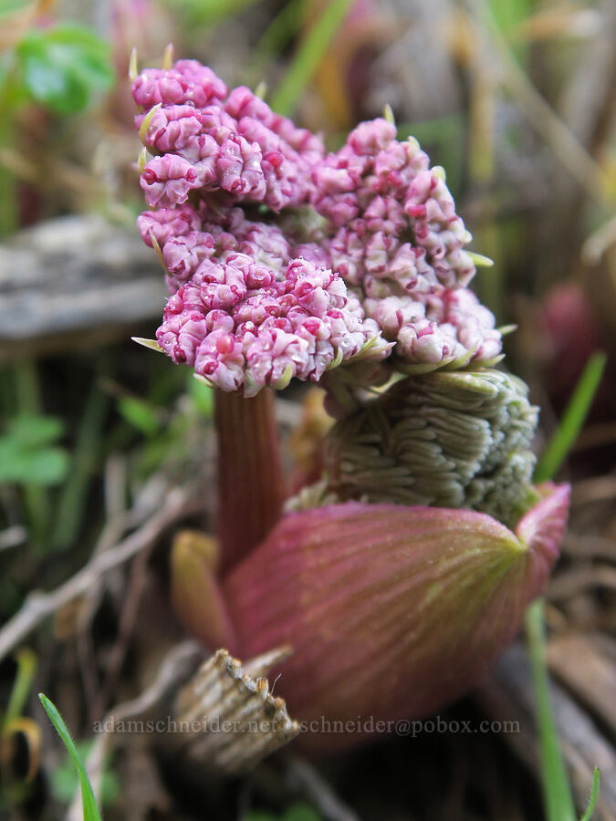 Columbia desert parsley (Lomatium columbianum) [Mt. Ulka Preserve, Wasco County, Oregon]