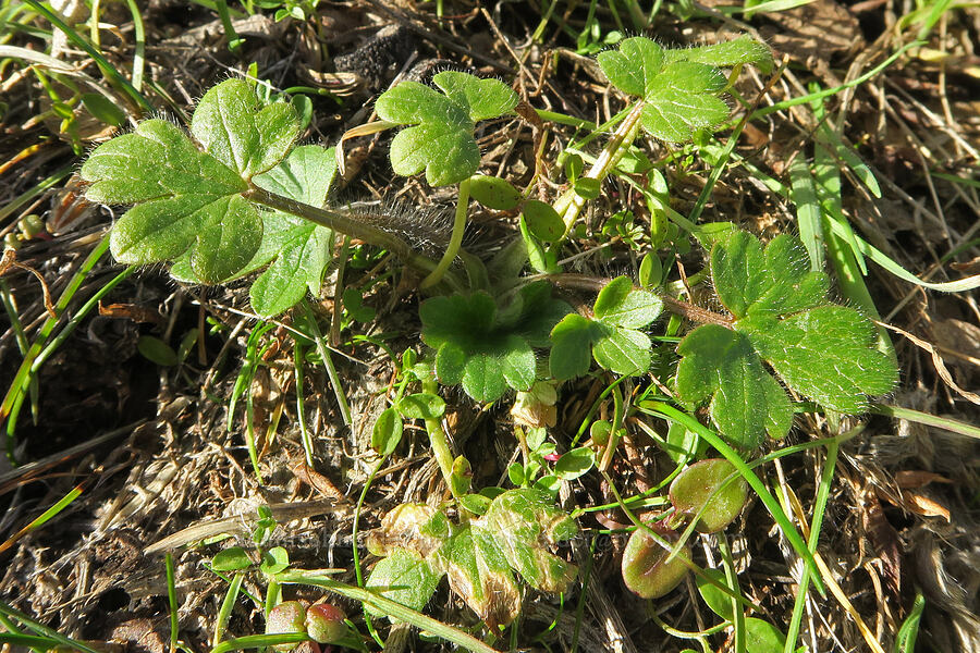 buttercup leaves (Ranunculus occidentalis) [Crates Point, Wasco County, Oregon]