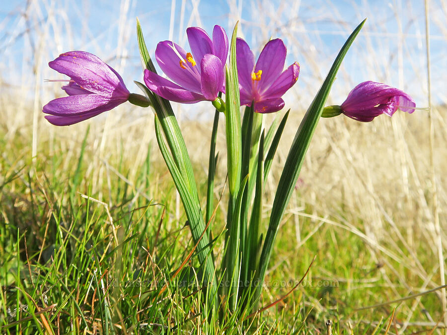 grass-widows (Olsynium douglasii) [Rowena Plateau, Wasco County, Oregon]
